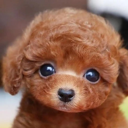 Totó - Realistyczny Pies Ana2 - 29 euros